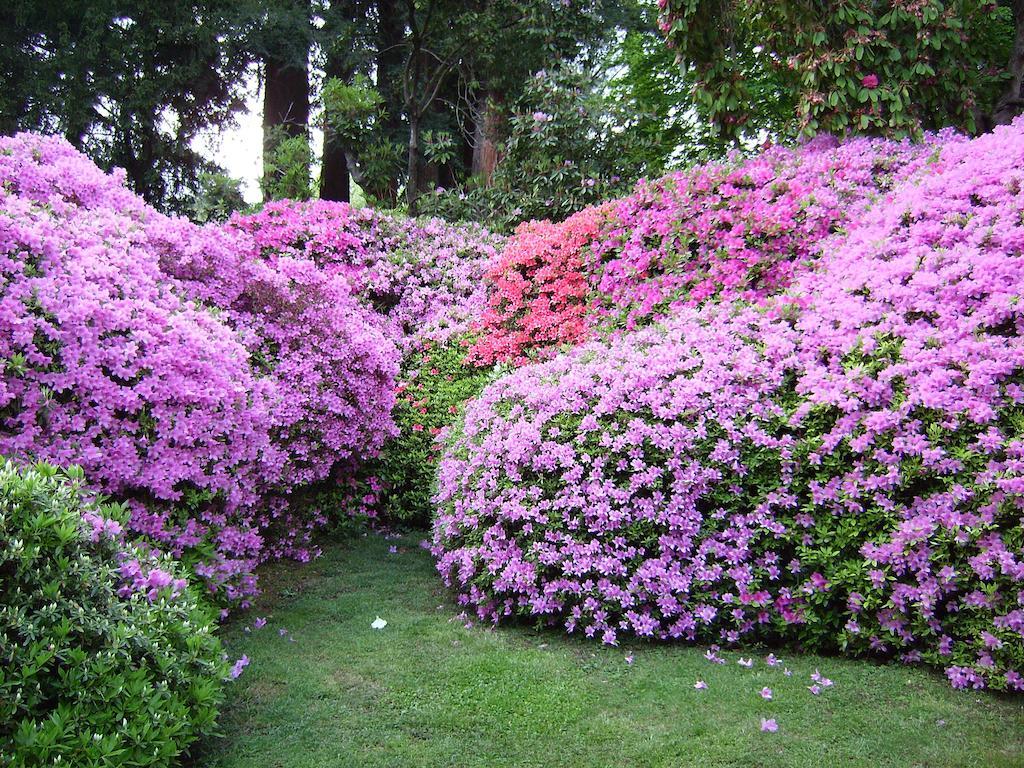 Charming Glicine And Azalea House Art And Colour With Lakeview Cadenabbia Pokoj fotografie
